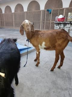 3 goats for sale (Bakriyan)