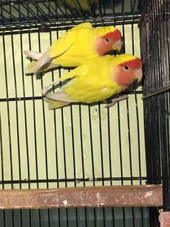 Common Lutino red eyes and Albino for sale breeder pairs