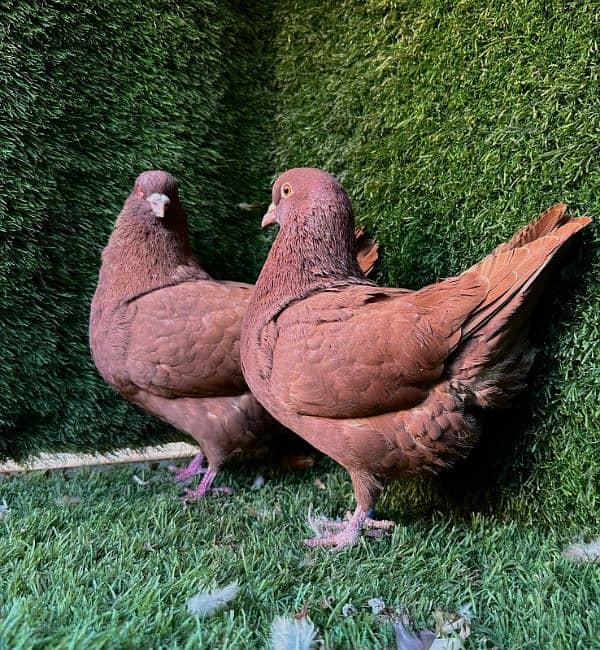 Red king modena pair available 0