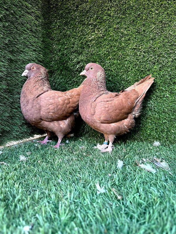 Red king modena pair available 1