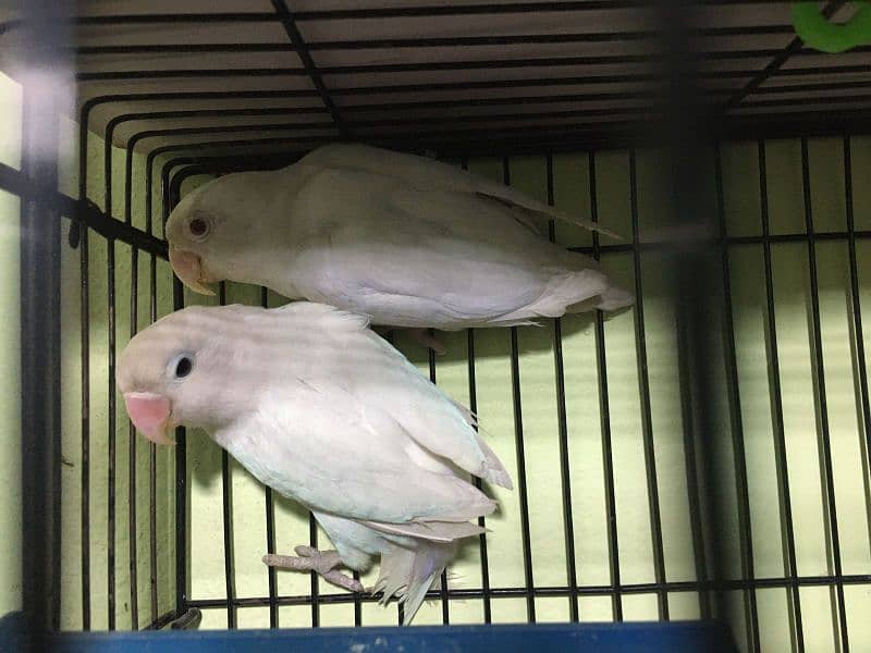 Common Lutino red eyes, albino & Australian pair for sale 1