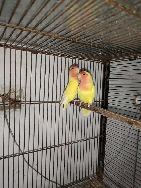 Common Lutino red eyes, albino & Australian pair for sale 2