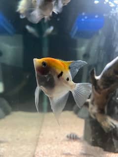 large size angelfish pair and siamese algae eater