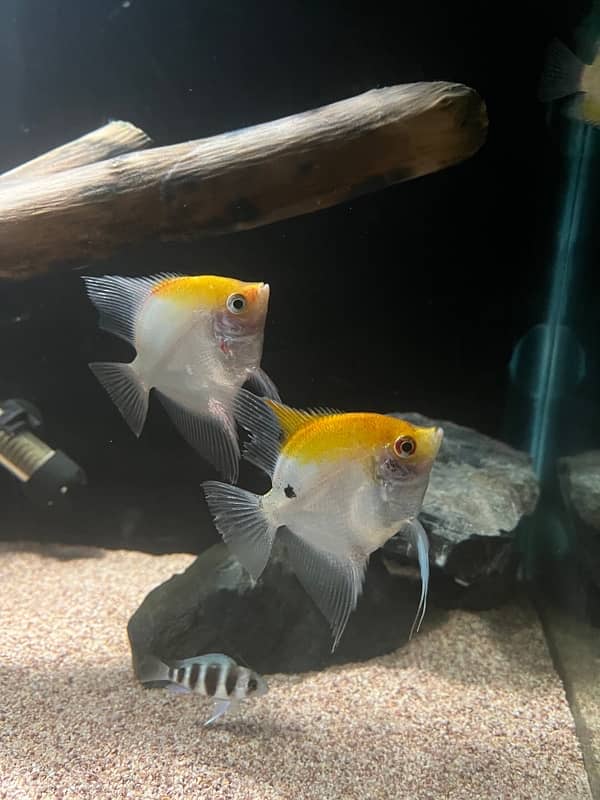 large size angelfish pair and siamese algae eater 2