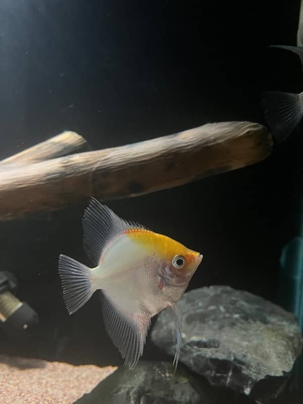 large size angelfish pair and siamese algae eater 4