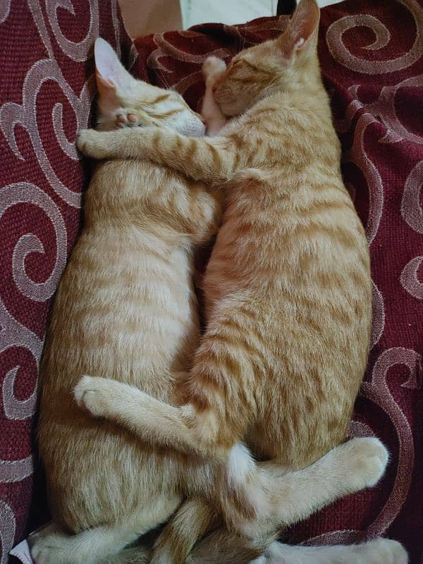 Orange Cat Female 2 cats for sale 1