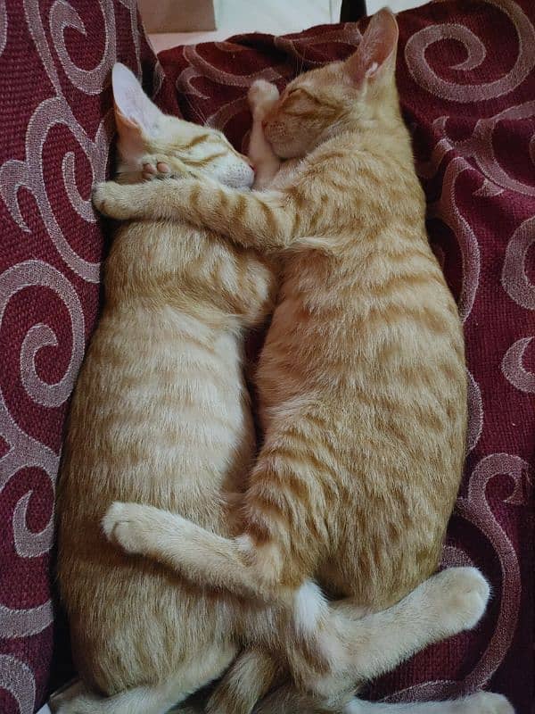 Orange Cat Female 2 cats for sale 2