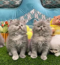 high quality kitten|Punch face Kittens|persian cat|cute|tripple|fluffy