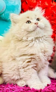 high quality kitten|Punch face Kittens|persian cat|cute|tripple|fluffy