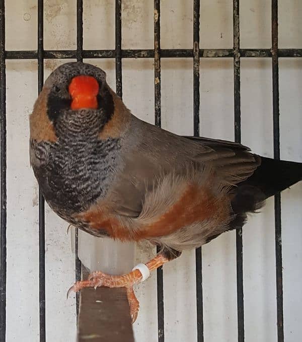 zebra finch 1