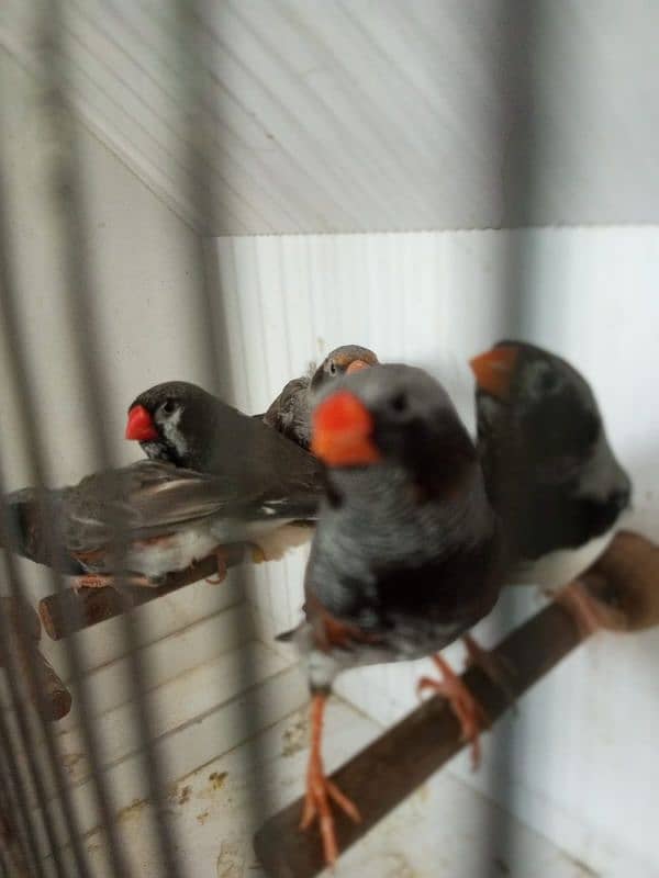 zebra finch 2