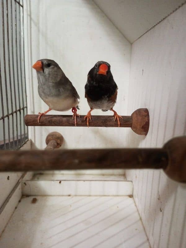 zebra finch 3