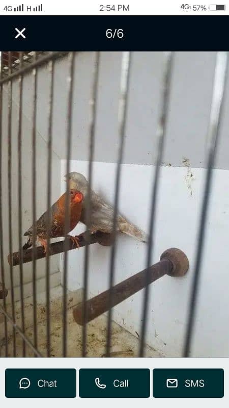 zebra finch 5