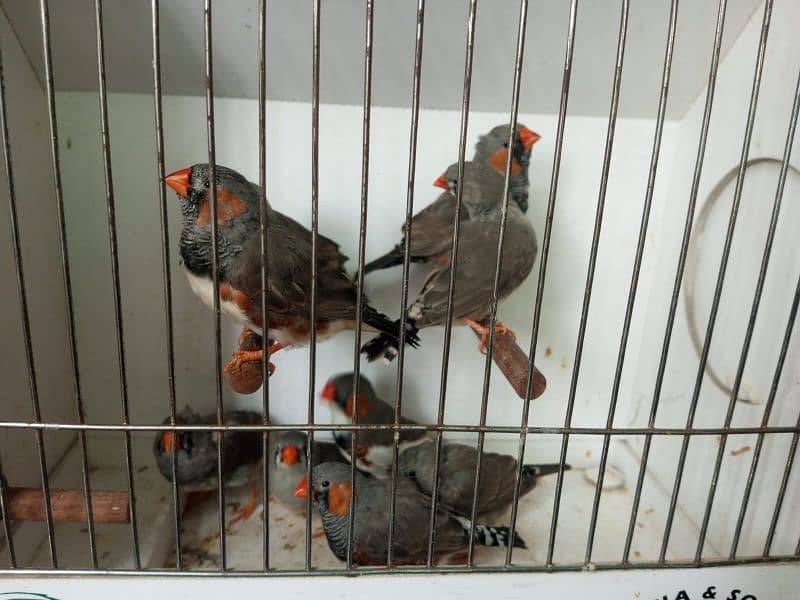 zebra finch 6