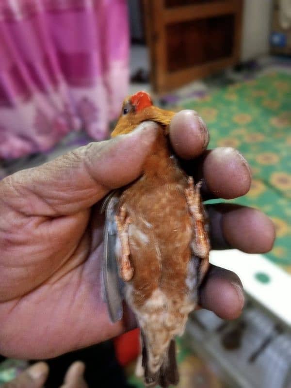 zebra finch 7