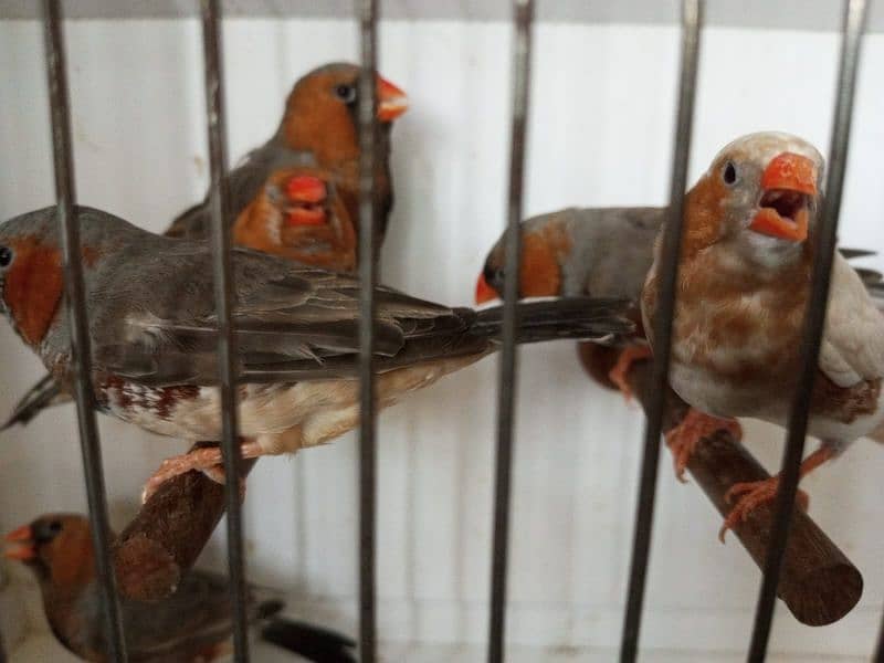 zebra finch 9