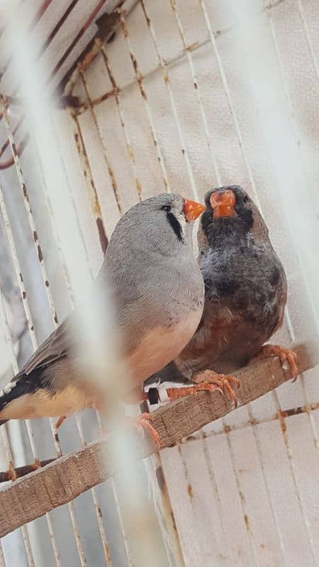 zebra finch 10