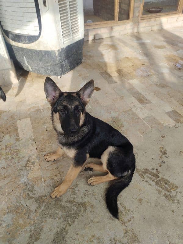 German shepherd dog male & female pair available ha only serious Bayer 0