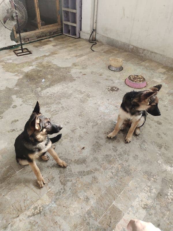 German shepherd dog male & female pair available ha only serious Bayer 2