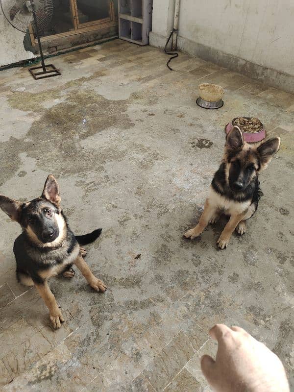 German shepherd dog male & female pair available ha only serious Bayer 3