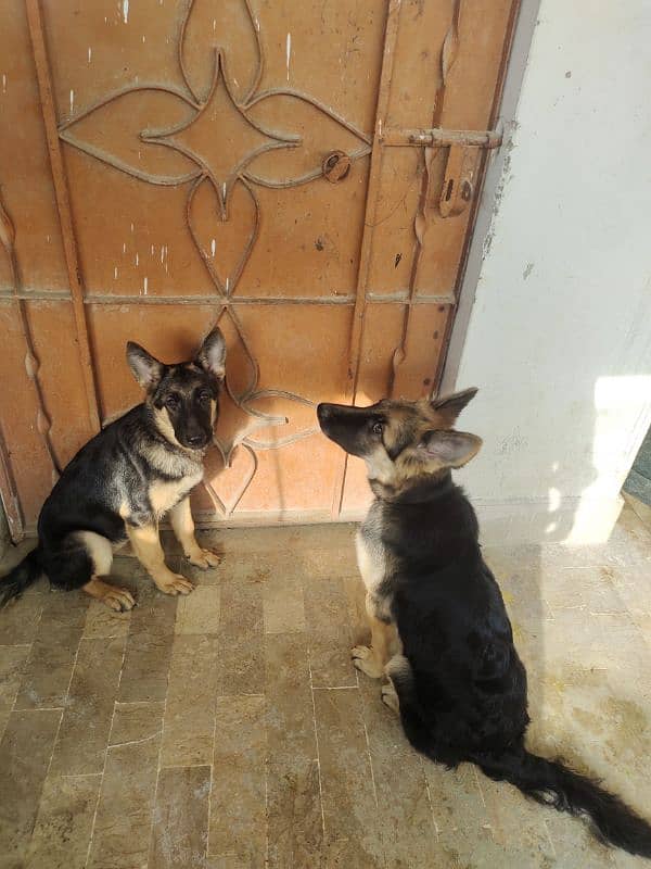 German shepherd dog male & female pair available ha only serious Bayer 4