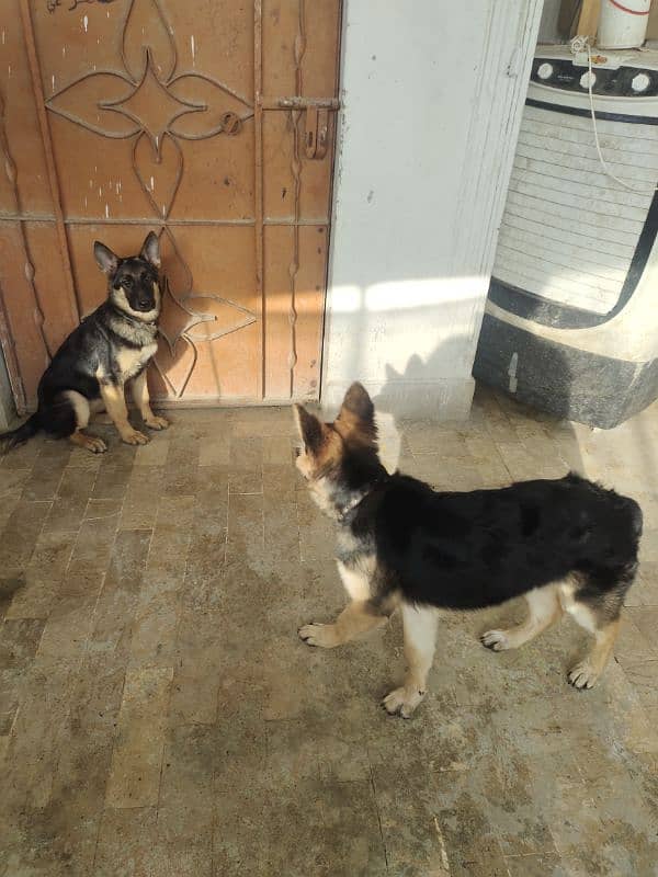 German shepherd dog male & female pair available ha only serious Bayer 5