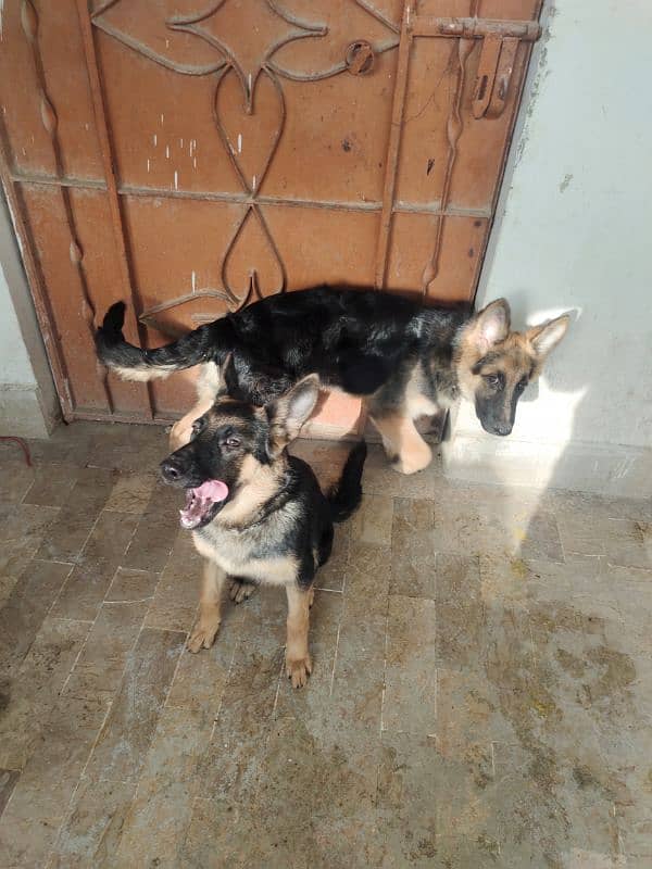 German shepherd dog male & female pair available ha only serious Bayer 6