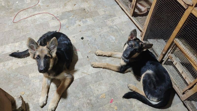 German shepherd dog male & female pair available ha only serious Bayer 7