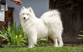 Giant Samoyed male puppy