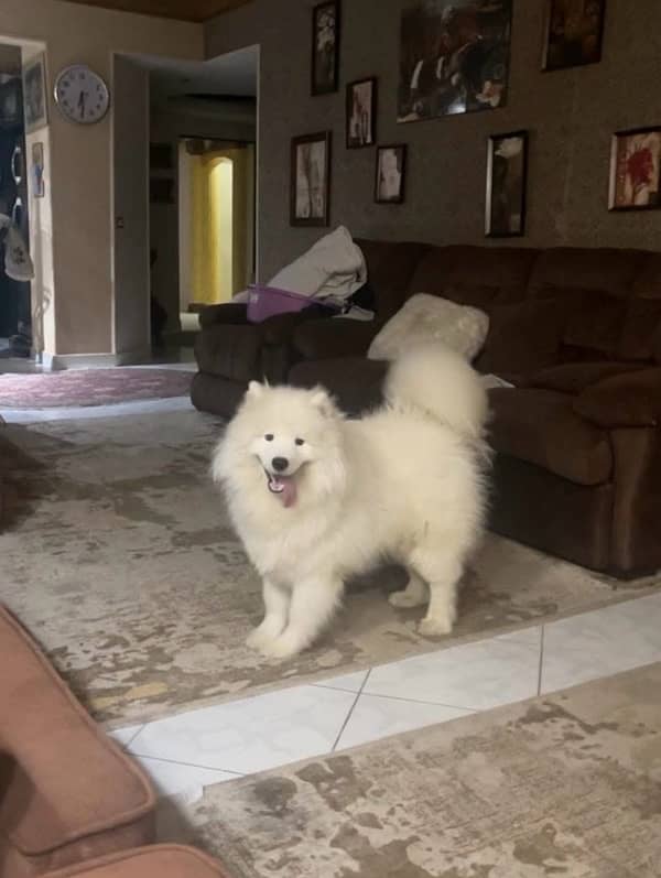 Giant Samoyed male puppy 1