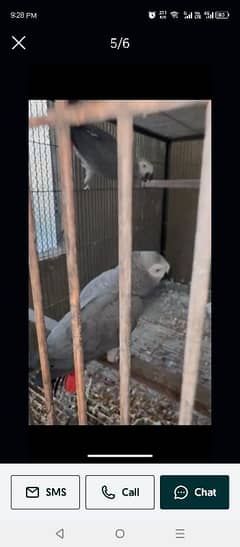 African Grey Parroty