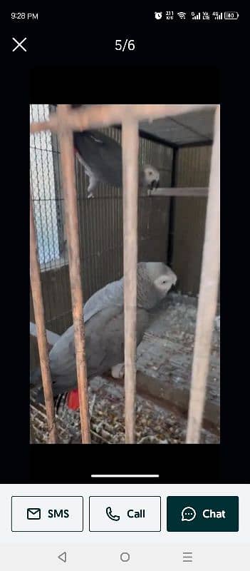 African Grey Parroty 0