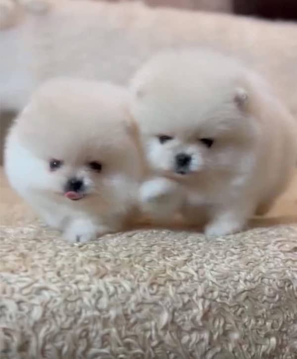 guaranteed Miniature size Pomeranian pair of pups 1