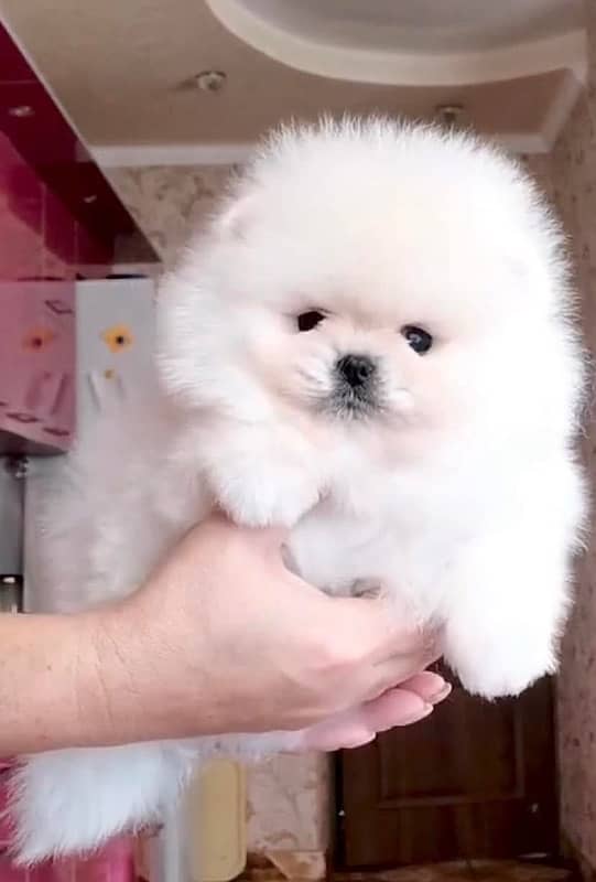 guaranteed Miniature size Pomeranian pair of pups 2