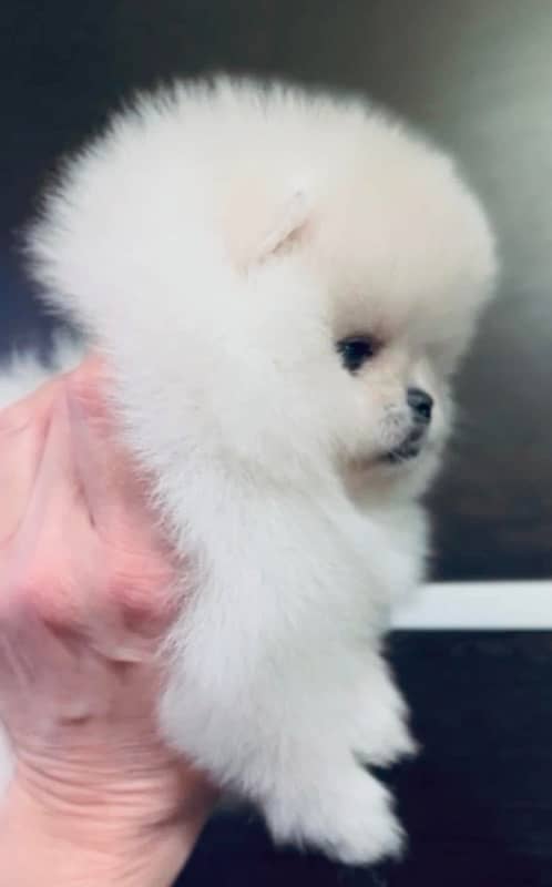 guaranteed Miniature size Pomeranian pair of pups 3