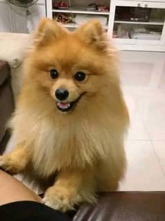 Pomeranian