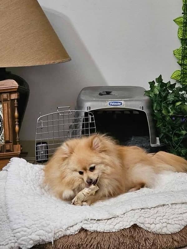 Pomeranian male (confirm Stud) up for rehoming 1