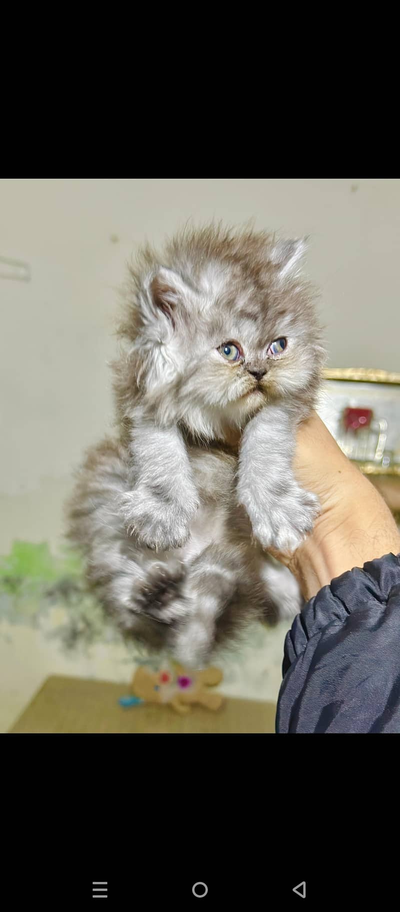 Pure pershion CFA bloodline extream punch face kitten tripple coted 8