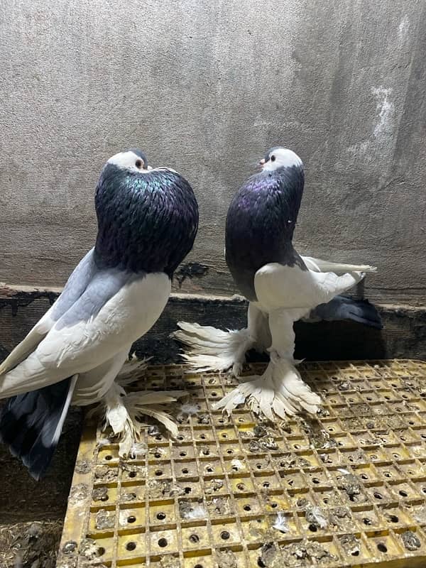 Black magpie ghubara pair or blue magpie breeder ghubara pair for sale 0