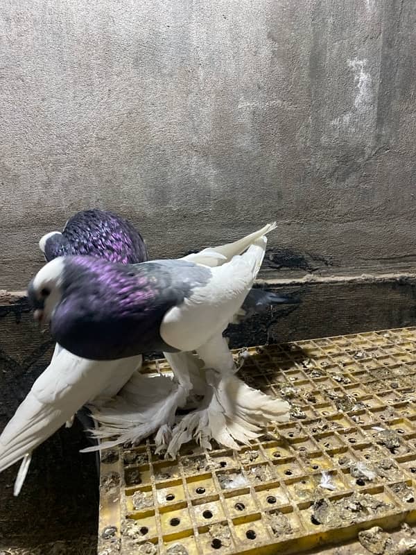 Black magpie ghubara pair or blue magpie breeder ghubara pair for sale 1