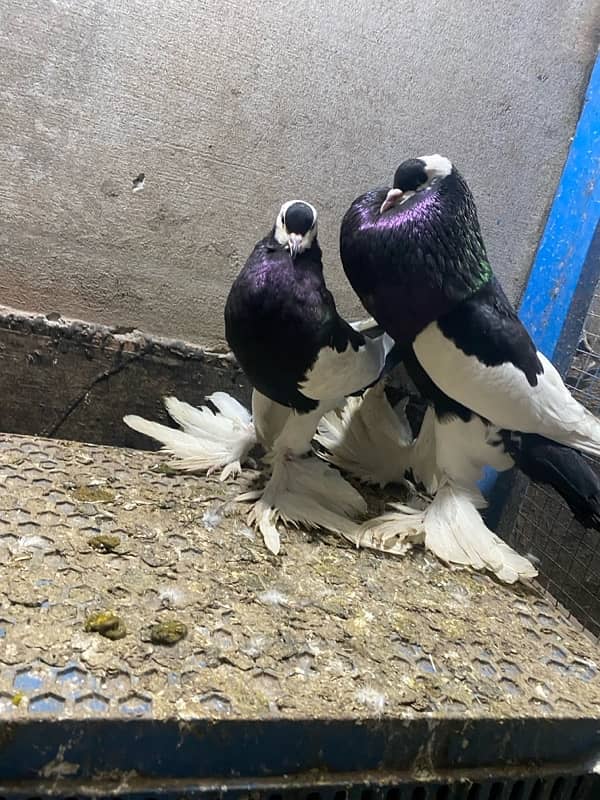 Black magpie ghubara pair or blue magpie breeder ghubara pair for sale 2