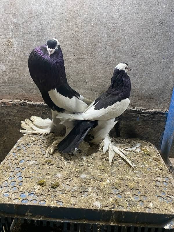 Black magpie ghubara pair or blue magpie breeder ghubara pair for sale 3