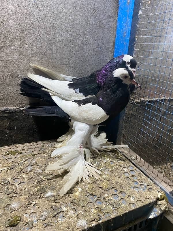 Black magpie ghubara pair or blue magpie breeder ghubara pair for sale 4