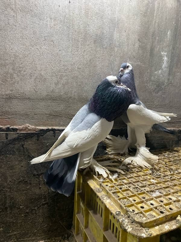 Black magpie ghubara pair or blue magpie breeder ghubara pair for sale 5