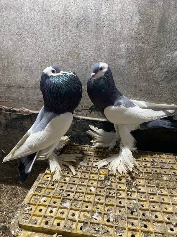 Black magpie ghubara pair or blue magpie breeder ghubara pair for sale 6