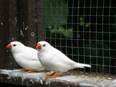 white Finches breeder per pair