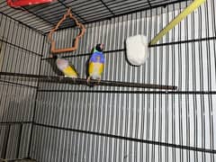 Black Head Common Gouldian Finch Pair