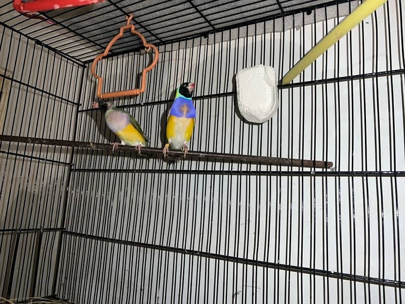 Black Head Common Gouldian Finch Pair 0