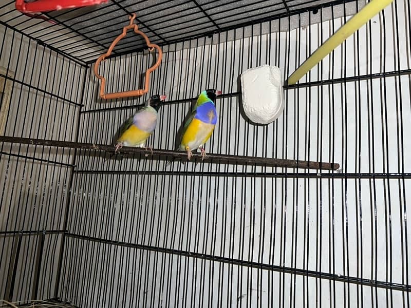 Black Head Common Gouldian Finch Pair 2