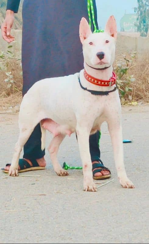 Pure Kohati Gullter female Age 11 Month for Sale All Pakistan Cargo 0